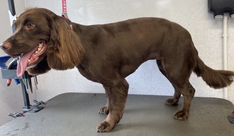A freshly groomed chocolate cocker spaniel standing on the grooming table in the salon