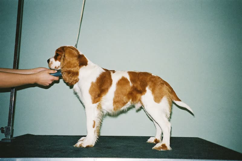 A spaniel being handled on the grooming table