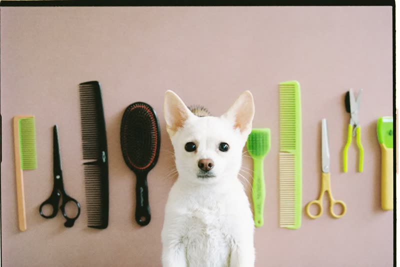 Grooming brushes, combs and clippers laid out ready