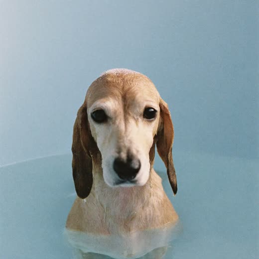A small dog being bathed