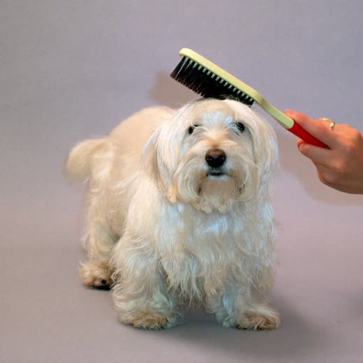 A small white dog being brushed out