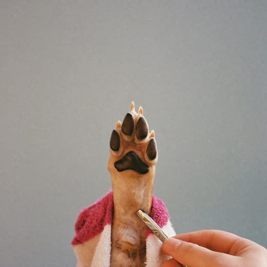 A dog's paw having its nails clipped