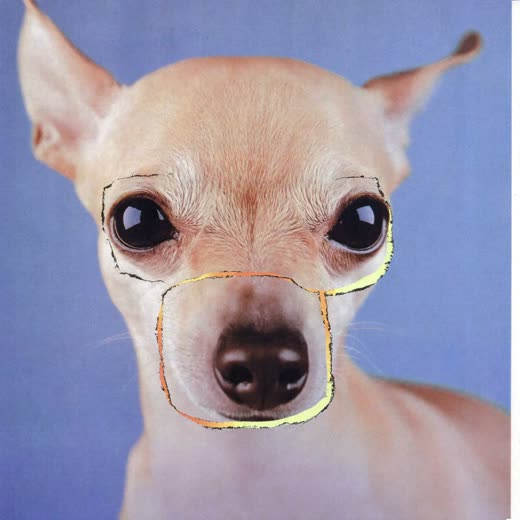 A small dog with a neatly trimmed face