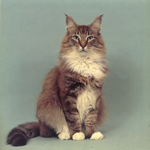 A long-haired cat sitting calmly